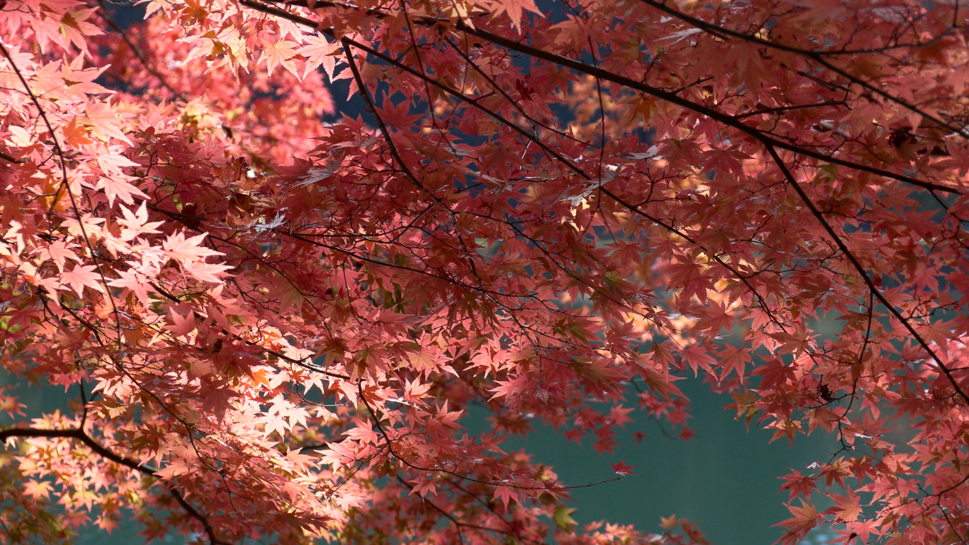 水面の反射光で紅葉を撮る