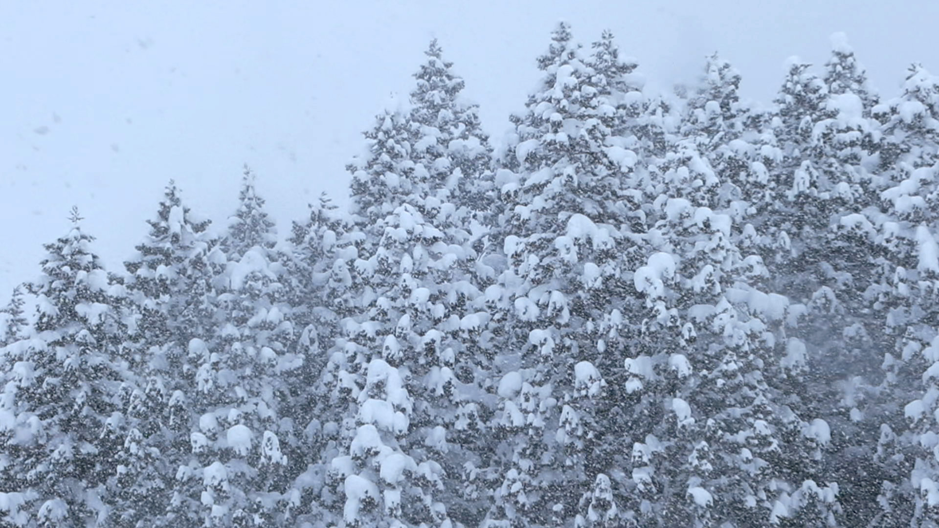 「降る雪」を収録する