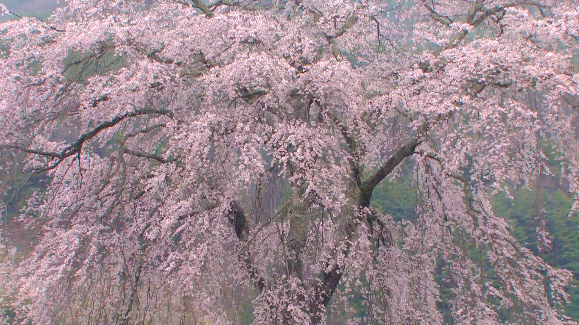 「桜の文化」を海外に伝える