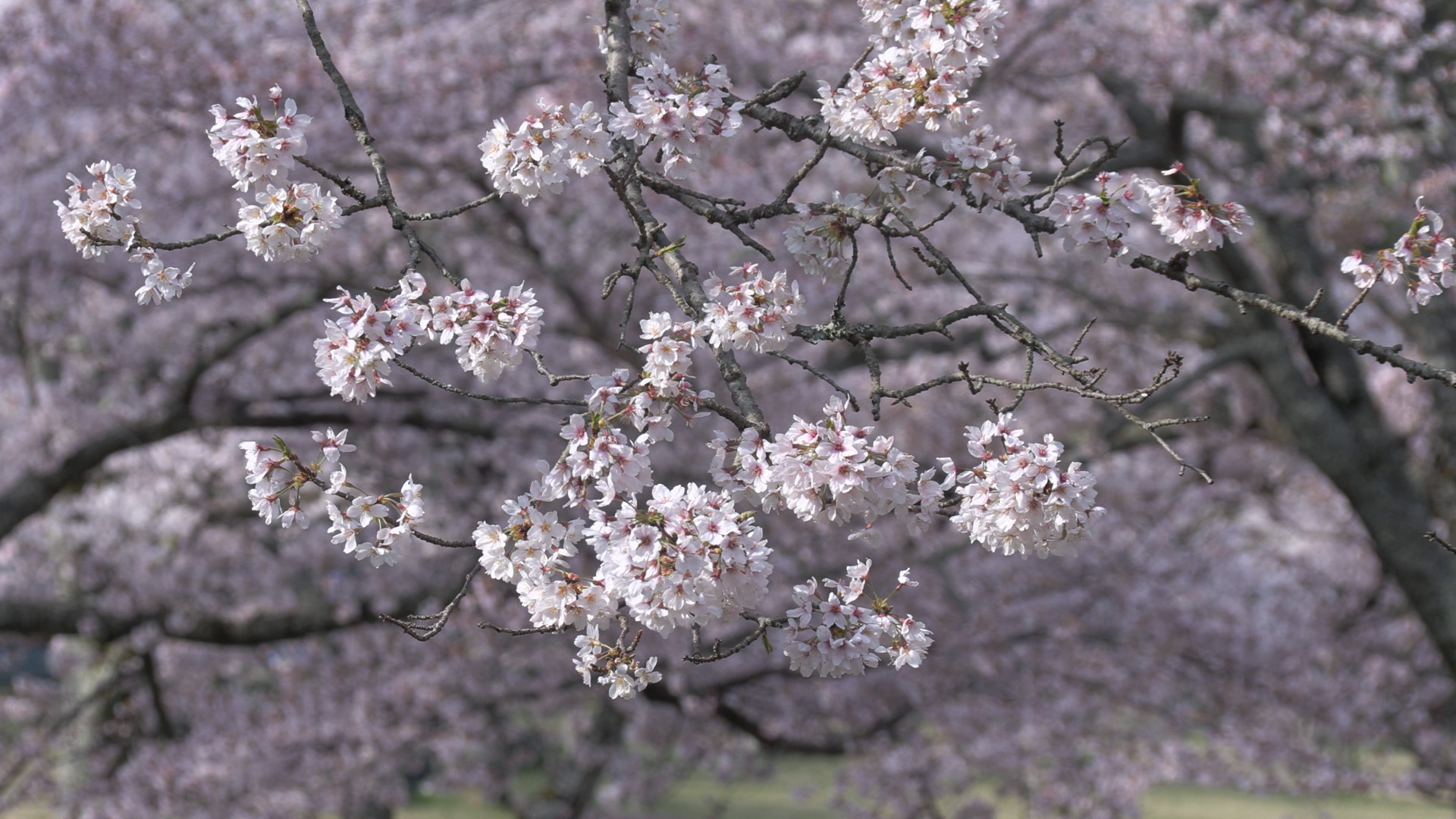 桜の記憶