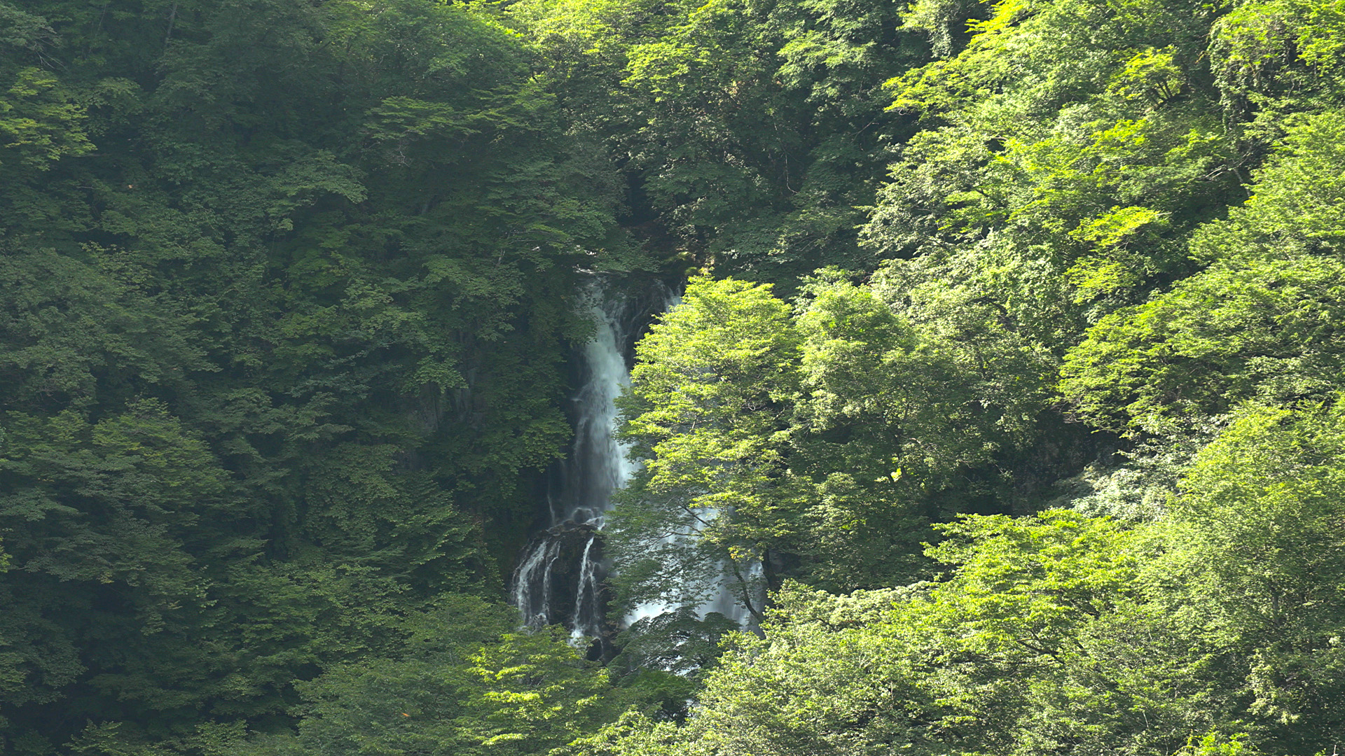 NATURE通信 始めます