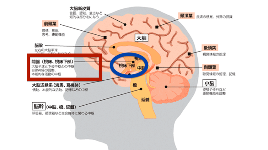 脳は、無限の可能性を支持する━年齢に関係なく、脳は学び成長する