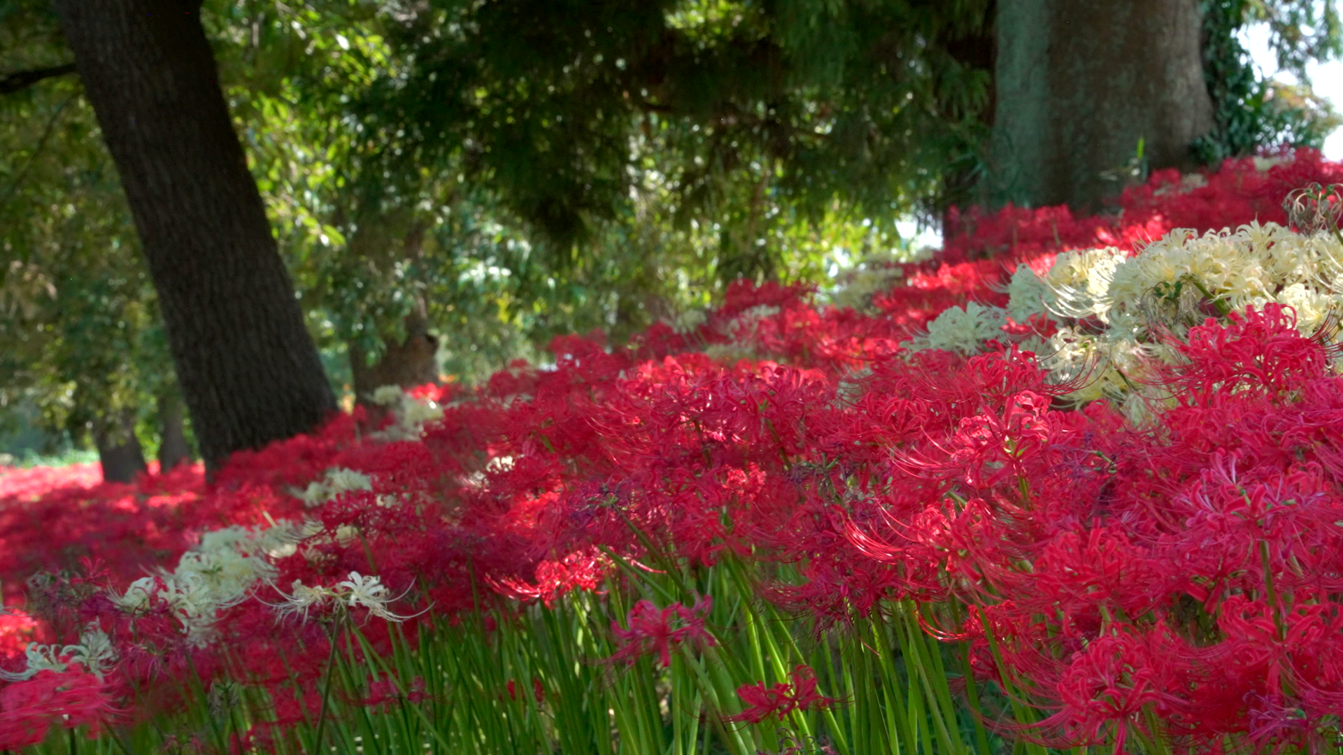 「曼珠沙華の風景」