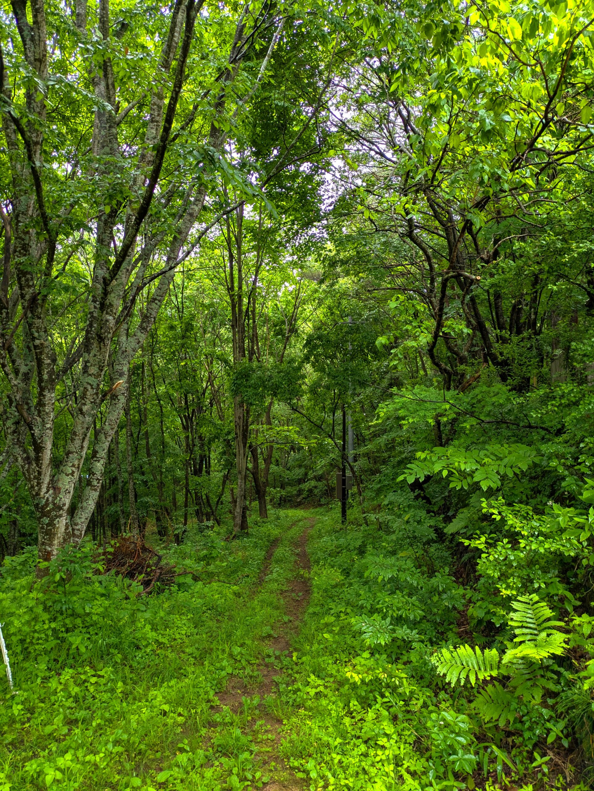 The Immensity of a Forest—生命共同体の一員になるには
