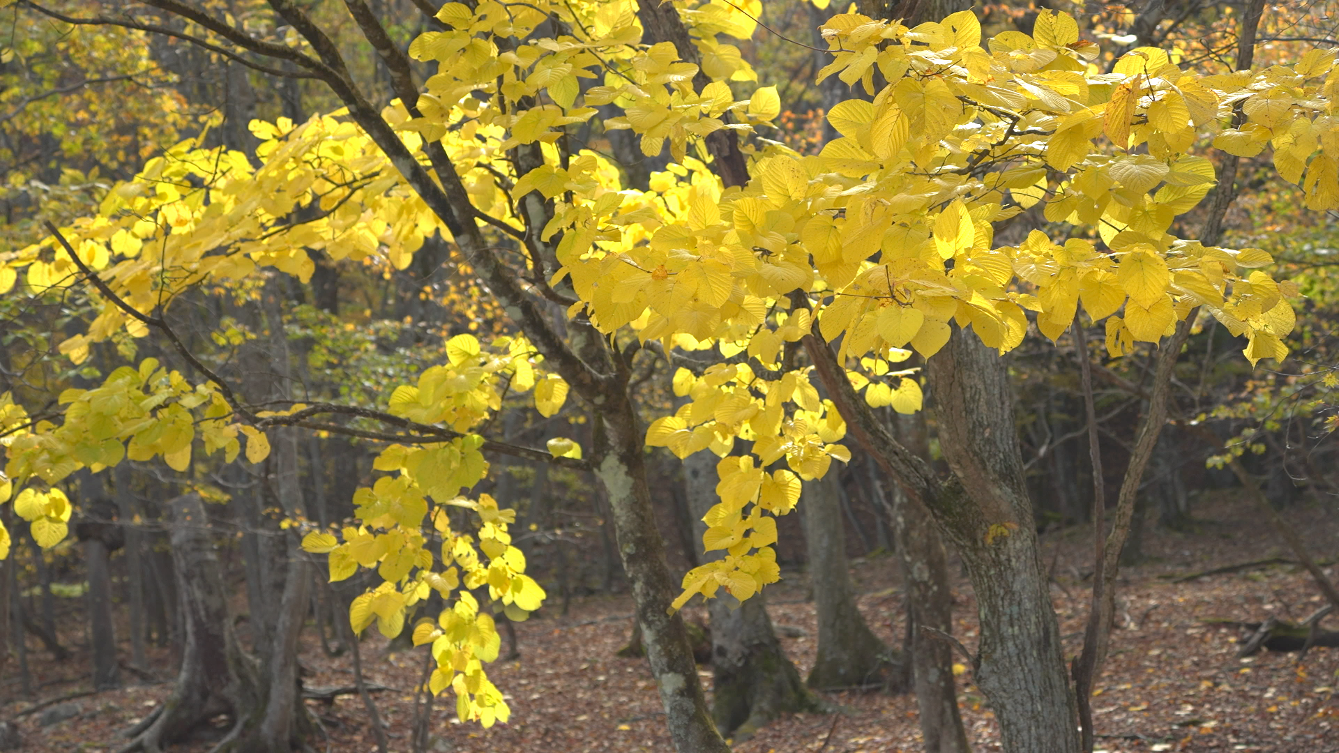 「余白」が内宇宙の扉を開く