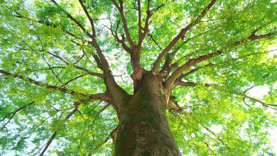 有機体論的世界観