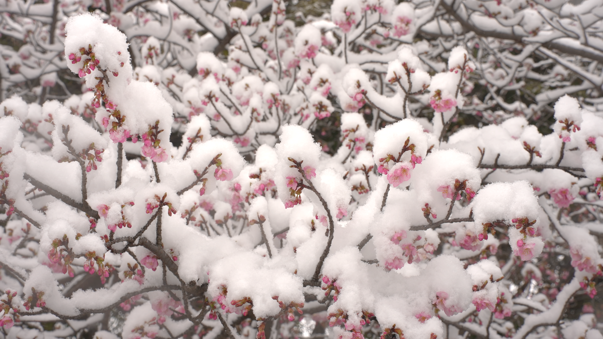 縁友からのメッセージ