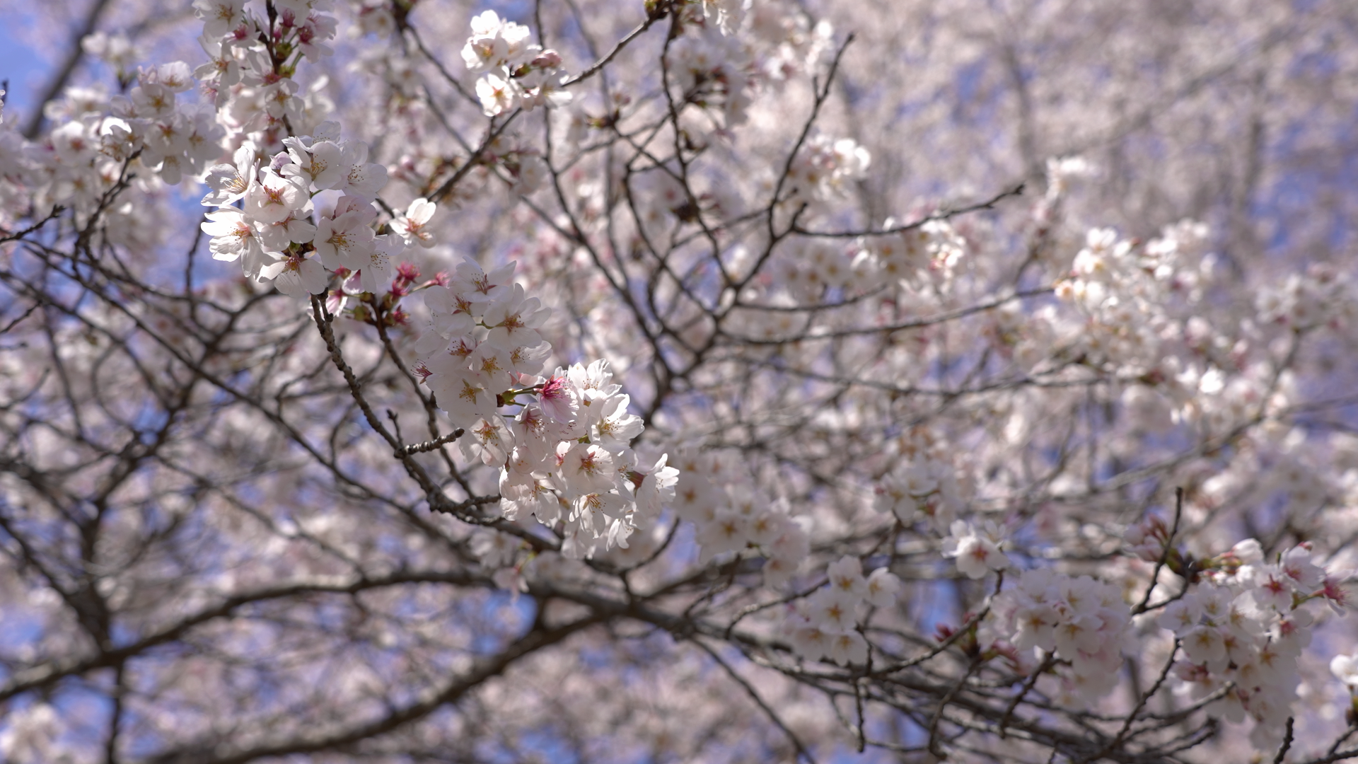 「動画の桜」を撮る