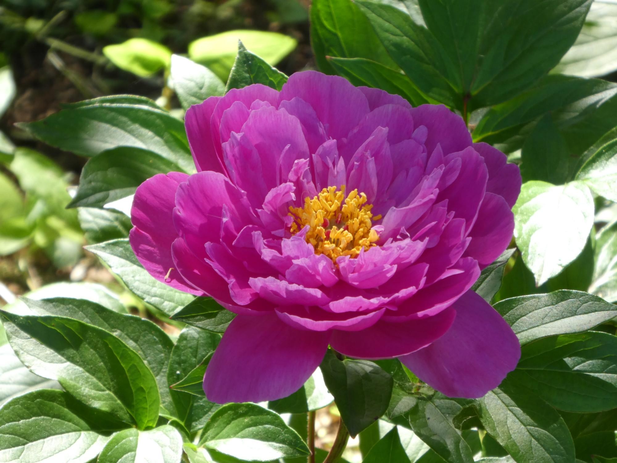 芍薬花考